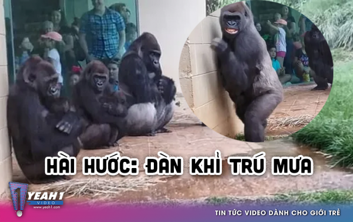 Clip: Hài hước đàn khỉ đột sống trong sở thú đi tìm chỗ trú mưa