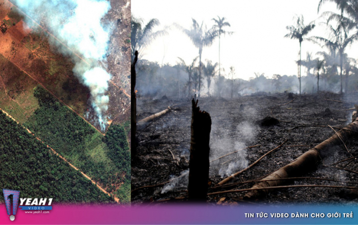 Thảm họa của thế kỉ 21: Rừng Amazon có thể tự dập lửa nhưng bị chính con người 'bức tử' và sự trả thù của thiên nhiên sẽ vô cùng tàn khốc