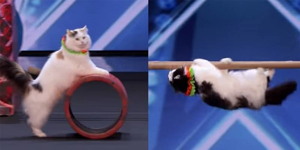 Tròn mắt với các hoàng thượng mèo 'khai ân' giúp sen đi thi America's Got Talent