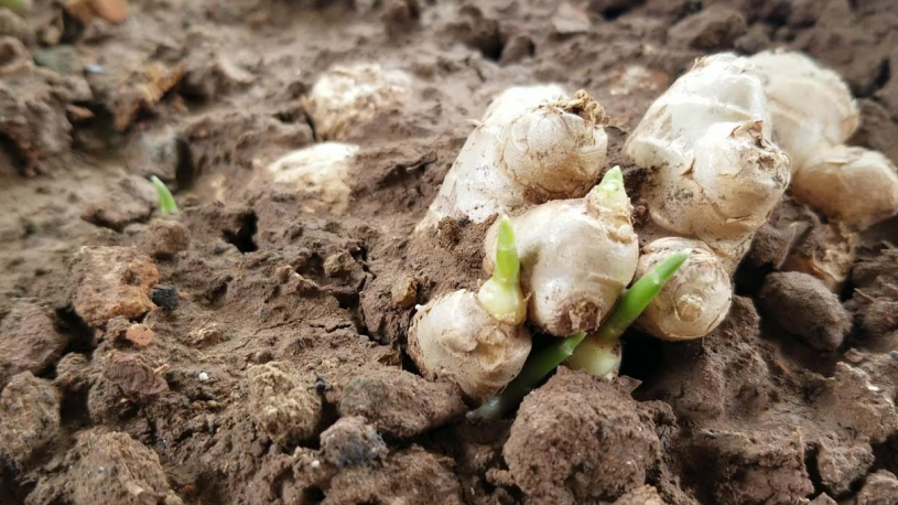 Đừng chủ quan: 5 loại củ và hạt bạn nên vứt ngay nếu thấy dấu hiệu mọc mầm để bảo vệ sức khỏe cả nhà