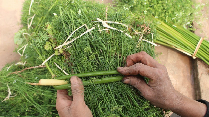 Tắm lá mùi già là phong tục truyền thống dịp Tết, nhưng ai tuyệt đối không nên tắm loại lá này?