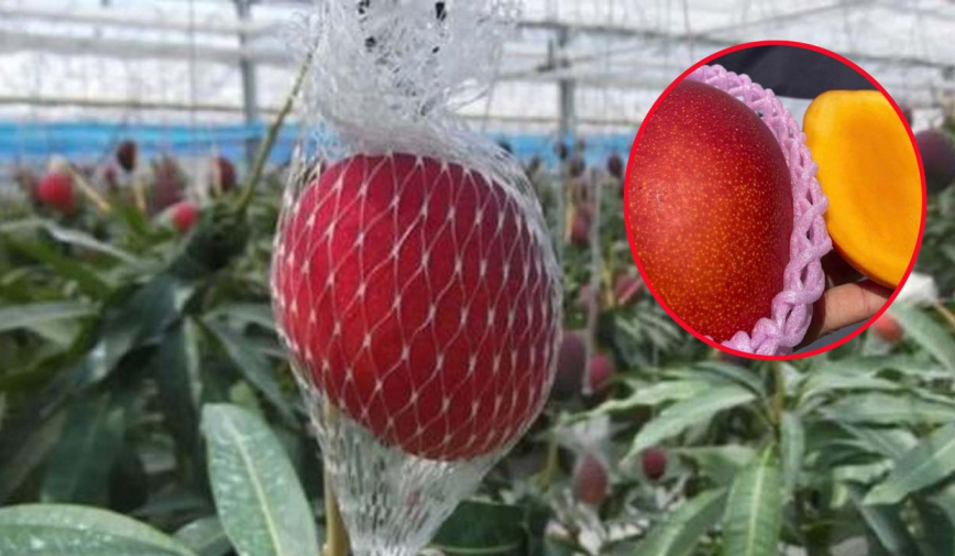 Loại xoài gần 100 triệu đồng/cặp vẫn được nhiều người săn lùng, tìm mua
