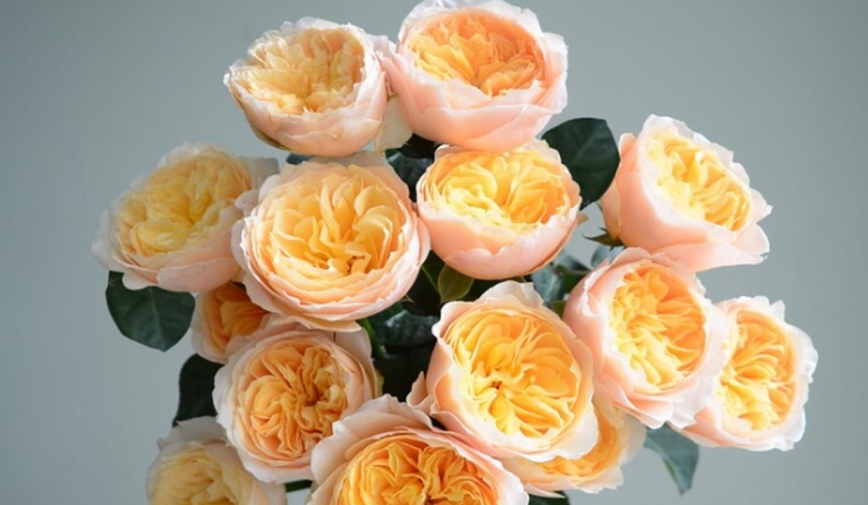 Loài hoa từng được mệnh danh là “vàng thực vật” vì quá đắt đỏ, có giá lên đến 340 tỷ đồng một bó
