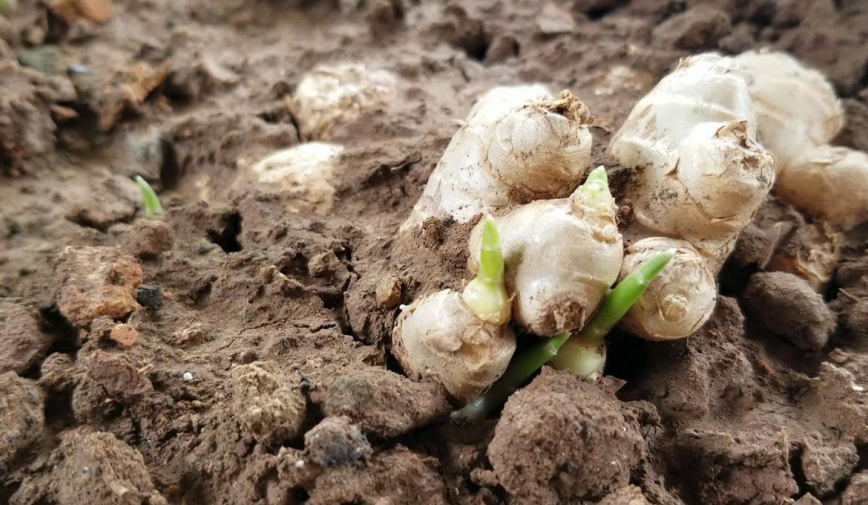 Đừng chủ quan: 5 loại củ và hạt bạn nên vứt ngay nếu thấy dấu hiệu mọc mầm để bảo vệ sức khỏe cả nhà