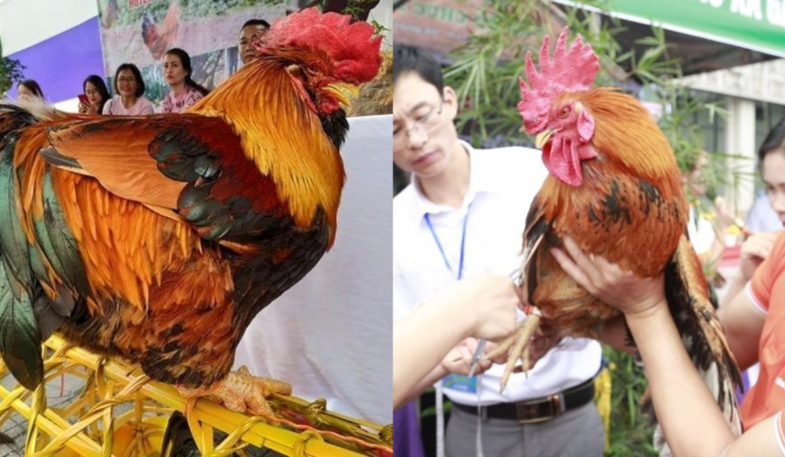 Quảng Ninh gây ngỡ ngàng khi tổ chức cuộc thi 'hoa hậu gà' có một không hai