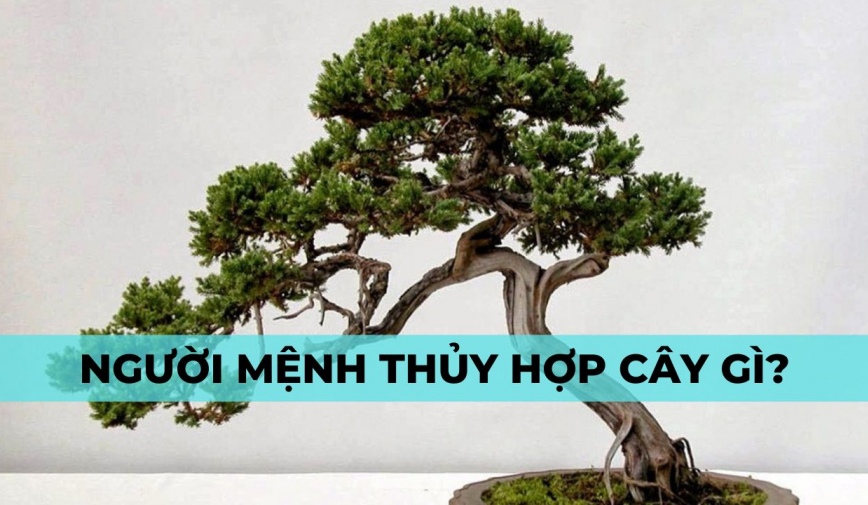 Mệnh thủy hợp cây gì? Top 10 cây phong thủy người mệnh thủy nên bày trí trong nhà để hút tài lộc