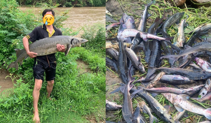 Mưa lớn, hàng tấn cá tầm đổ về: Người thi nhau bắt, người khóc vì 'mất trắng'