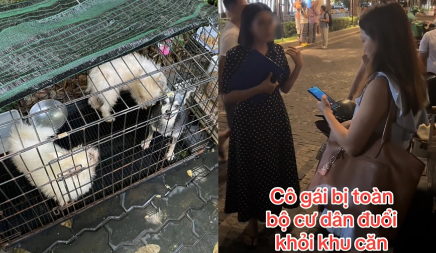 Cô gái nuôi 19 con chó bị đuổi khỏi chung cư: Vạch trần sự thật và cái kết