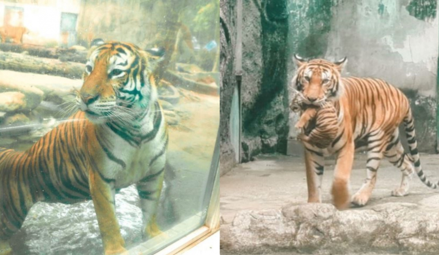 Vì sao 2 hổ con Bengal cực quý hiếm ở Thảo Cầm Viên Sài Gòn được đặt tên là Bình và Dương?