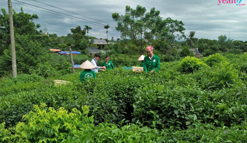 Mua chè Thái Nguyên tận gốc tại Hải Trà Tân Cương