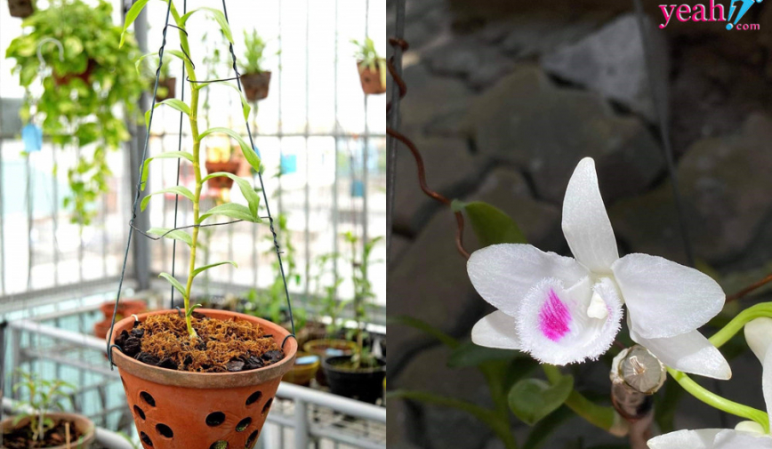 Nghệ nhân Phan Thanh Lương: Một trong những người đi đầu trong việc trồng hoa lan đột biến