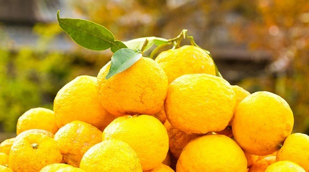 'Ghiền' Vitamin C nhưng bạn đã biết đến bí kíp dưỡng sáng từ quả Yuzu chưa?