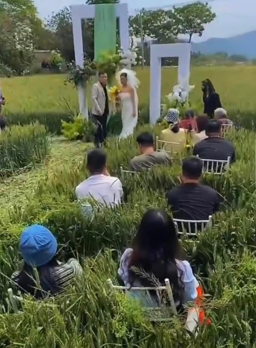 Khách mời đám cưới ngồi giữa bốn bề toàn là lúa