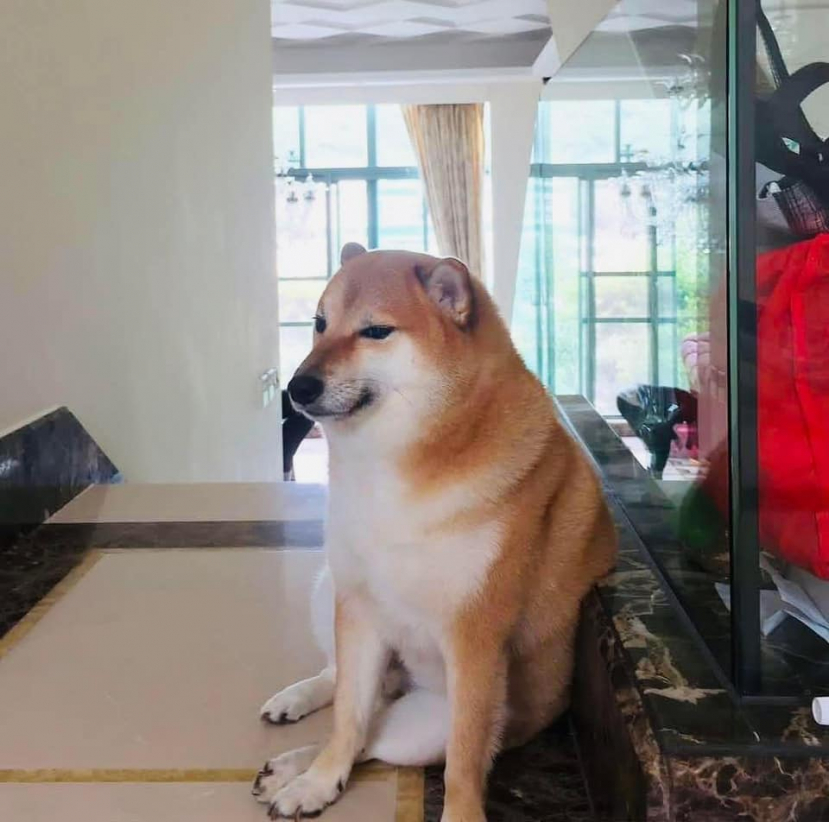 Chú chó Cheems với 'meme' nổi tiếng mạng xã hội qua đời ở tuổi 12 khiến nhiều người tiếc thương - ảnh 1
